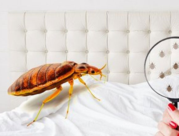 bedbug.2
