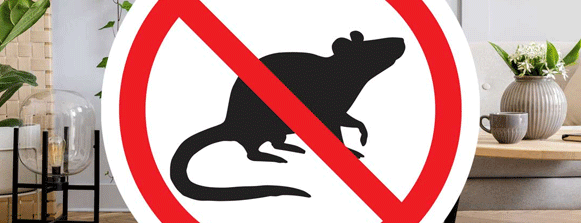 rodent rodent