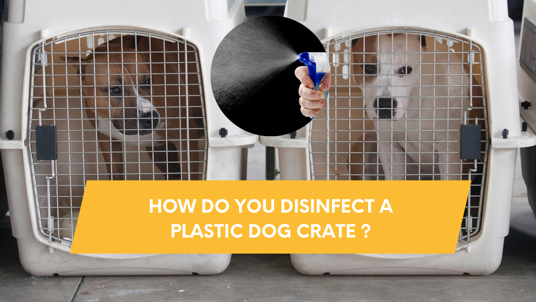 How do you disinfect a plastic dog crate