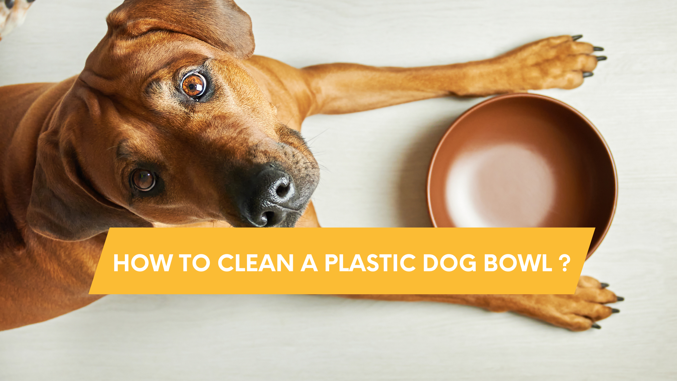 How to clean a plastic dog bowl
